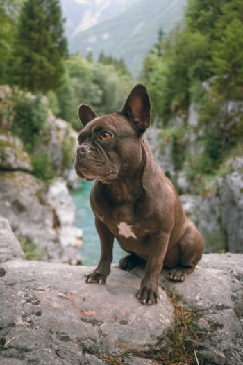 French Bulldog Puppies For Sale - Lone Star Pups